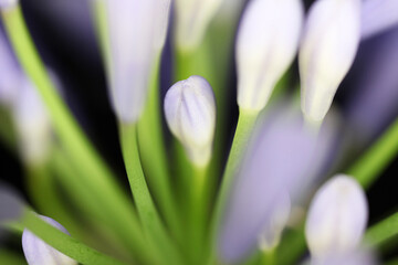 Beautiful purple and white Agapanthus flowers with leaves in background