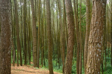 beautiful pine forest. Latin name for pine is Pinus. Pine forests are widely spread throughout the world.
