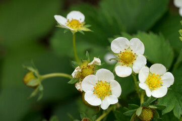 flowers on the bush of strawberry