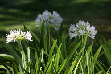 Beautiful purple and white Agapanthus flowers with leaves in background