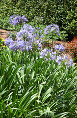 Beautiful purple and white Agapanthus flowers with leaves in background