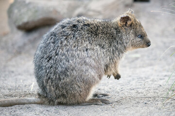 Quokka 