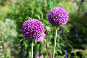 Beautiful purple Alium flowers in garden setting