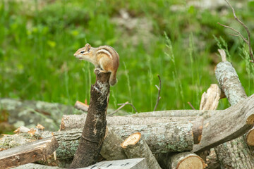 Chipmunk perched on a wood pile landscape