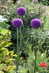 Obraz premium Beautiful purple Alium flowers in garden setting