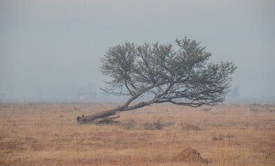 Never give up concept - a tree grows despite having fallen over image in horizontal format