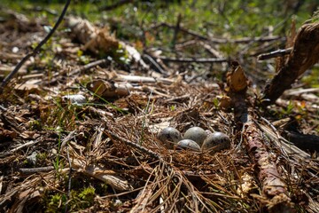 sandpiper nest in the forest on ground