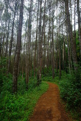 Fototapeta premium beautiful pine forest. Latin name for pine is Pinus. Pine forests are widely spread throughout the world.