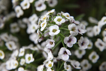 Closeup of white flower Alysium with delicate purple centres