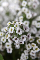 Closeup of white flower Alysium with delicate purple centres
