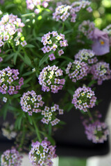 Fototapeta premium Closeup of white flower Alysium with delicate purple centres