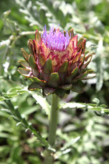 Fototapeta premium Healthy artichoke flowers growing in tropical queensland garden