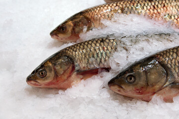 White Amur or Grass Carp (Ctenopharyngodon idella). Frozen fresh fish on ice. Selective focus