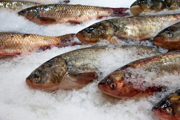 Fish Silver Carp, Hypophthalmichthys Molitrix. Frozen fresh fish on ice.Fresh fish on ice with a price tag. On the market.