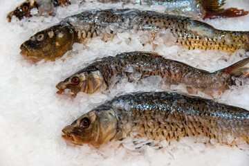 White Amur or Grass Carp (Ctenopharyngodon idella). Frozen fresh