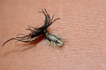 macro of a caterpillar