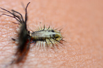 macro of a caterpillar
