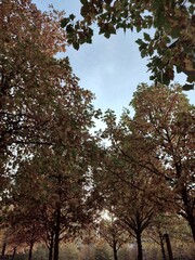 New York / Central Park / Manhattan / Autumn / Sun / Sunset / Street / eua / travel / happy / Building / skyline / people / lights