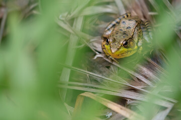 Close-up of a bullfrog