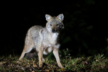 Naklejka na ściany i meble Close up the image of a fox at night hunting for prey, Golden jackal