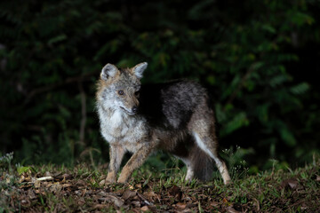 Close up the image of a fox at night hunting for prey, Golden jackal