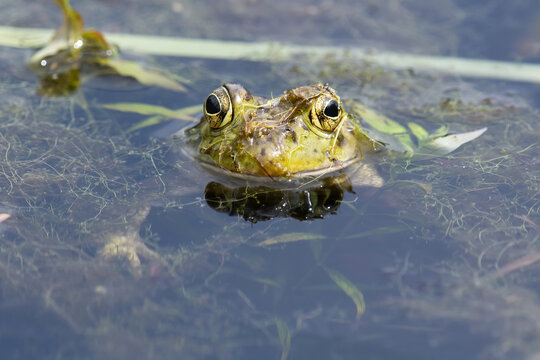 Close-up of a bullfrog