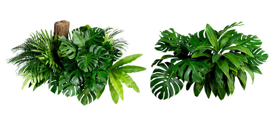 Green leaves of tropical plants bush (Monstera, palm, rubber plant, pine, bird’s nest fern) floral arrangement indoors garden nature backdrop isolated on white background thailand, clipping path.  © eakarat