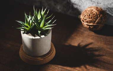 house plant castus in concrete pot on wood table with sunlight create shadow from window at concrete wall