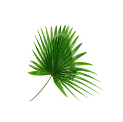 Green leaves of palm tree on white background