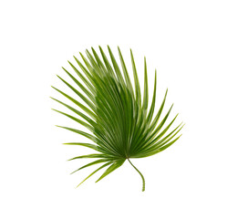 Fototapeta premium Green leaf of palm tree background