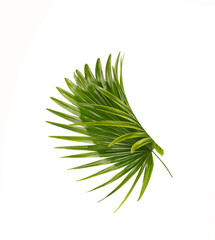 Green leaves of palm tree on white background