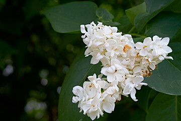 White lilac flowers. Blooming tree.