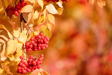 from one edge red clusters of mountain ash on a branch, the other edge of a blurred background