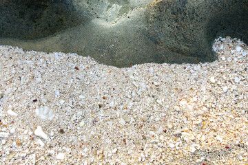 宮古島の砂浜と貝殻