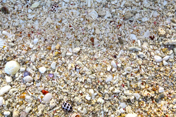 宮古島の砂浜と貝殻