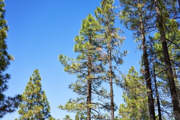 Obraz premium Beautiful trees landscape