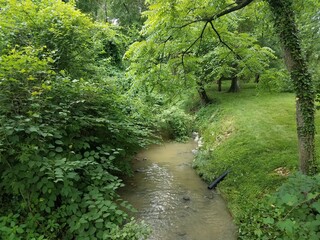 small river or creek with green plants