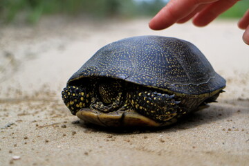 land tortoise sand. human hand