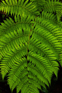 Close up of fern leaf. Lush green tropical plant. Fern leaf for background. Nature and environment concept. Bali, Indonesia.