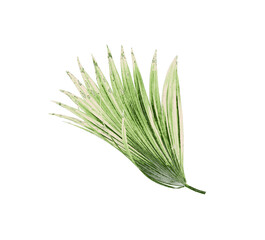 Green leaves of palm tree isolated on white background
