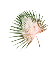 Green leaf of palm tree background