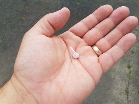 Small Firecracker In Palm Of Hand With Gold Ring