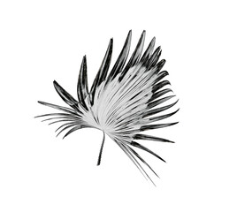Green leaves of palm tree on white background