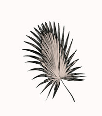 leaf of palm tree background
