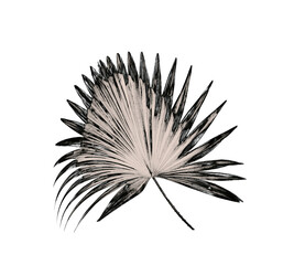 Obraz premium leaf of palm tree background