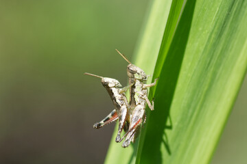 grasshopper on a leaf