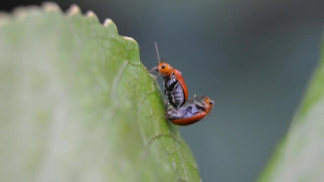 Pumpkin Beetle Mating HD Video