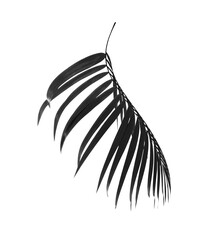 black leaves of palm tree on white background