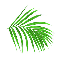 Green leaf of palm tree on white background