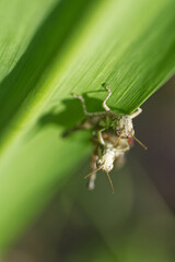 grasshopper on a leaf